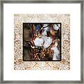 Tennessee Cotton I Photo Square Framed Print