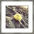 #tennis #ball #instagrammers Framed Print