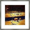 Tethered Water Buffalo Framed Print