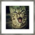 That Awkward Yawn Moment.
#cat #cats Framed Print