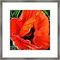 The Beautiful Icelandic Poppy Framed Print