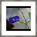 The Blue Clit-oria #flowers #flower Framed Print