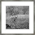 The Buck Bw Framed Print