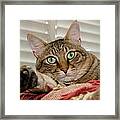 The Cat With Green Eyes Framed Print
