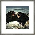 The Chase Is On Framed Print