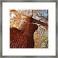 The Deer  Autumn Leaves Tree Framed Print