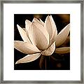 The Dragon Lily Framed Print