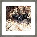 The Eye Of An Alpaca Framed Print