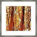 The Forest Framed Print