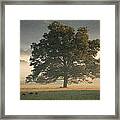 The Giving Tree Framed Print