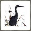 The Great Blue Heron Framed Print