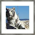 The Great White Tiger Framed Print