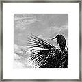 The Lonely Great Blue Heron Framed Print