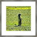 The Marmon Takes A Look Framed Print