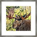 The Moose Head Framed Print