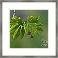 The New Leaves Of Spring Framed Print