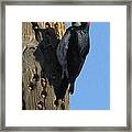 The Real Woody The Woodpecker Framed Print