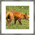 The Red Fox Framed Print