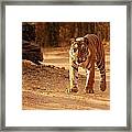 The Royal Bengal Tiger Framed Print