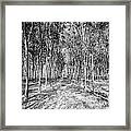 The Rubber Trees Forest. Framed Print