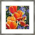 The Secret Life Of Tulips - 2 Framed Print