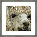 The Smiling Alpaca Framed Print