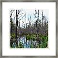 The Swamp Framed Print