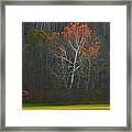 The Sycamore Tree In The Evening Light. Framed Print