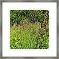 The Wild Grasses Framed Print