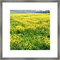 The Yellow Pasture Framed Print