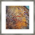 There May Be Thorns Framed Print