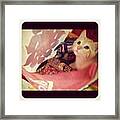 There's A Cat In My Lunch! Framed Print