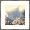 This Is Kitty Framed Print