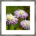 Thistle Illusion Framed Print