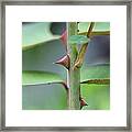 Thorny Stem Framed Print