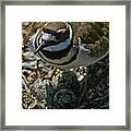 Three Eggs. Framed Print