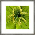 Three Lobed Evening Primrose Framed Print