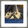 Three Murex Shells Framed Print