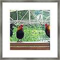 Three Roosters Framed Print