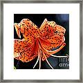 Tiger Lily Framed Print