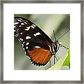 Tiger Longwing Up Close Framed Print