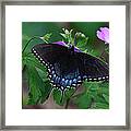 Tiger Swallowtail Female Dark Form On Wild Geranium Framed Print
