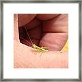 Tiny Grasshopper Framed Print