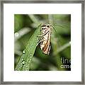 Tiny Moth Framed Print