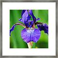 Tiny Purple Iris Framed Print