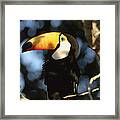 Toco Toucan Ramphastos Toco Perching Framed Print