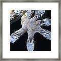 Tokay Gecko Foot Framed Print