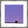 #tourterelle #turtledove #dove #bird Framed Print