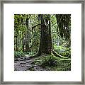 Trail In Forest, Hoh Rainforest Framed Print