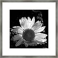 Translucent Daisy Framed Print